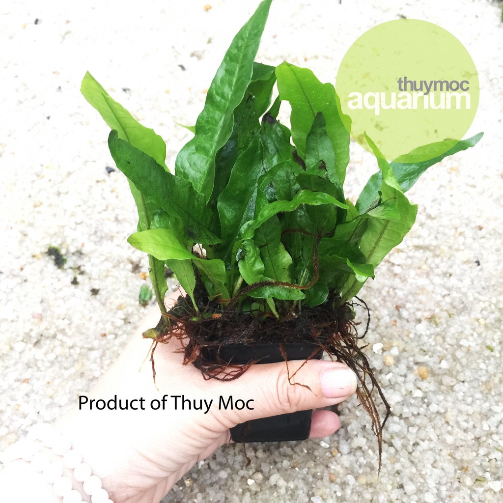 DƯƠNG XỈ JAVA MINI THUỶ MỘC - CÂY THUỶ SINH LÁ NHỎ SIÊU ĐẸP CHO BỂ THUỶ SINH, BỂ CÁ, BỂ BÁN CẠN