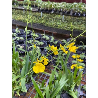 Vũ nữ vàng tuyền