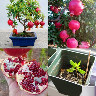 Gói 10 hạt giống lựu bon sai, quả đỏ xuất xứ Việt Nam.