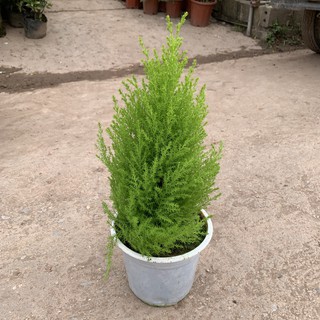 Cây tùng thơm trang trí Noel cao 40cm, sức sống cực bền, dễ chăm sóc, trồng trang trí nội thất, để bàn và decor cửa hàng