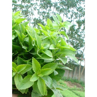 Hạt Giống Cỏ Ngọt 5 Hạt