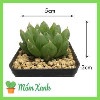 Sen đá dạ quang | Haworthia Succulent