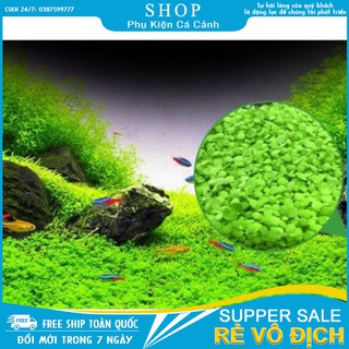 Hạt mầm thủy sinh