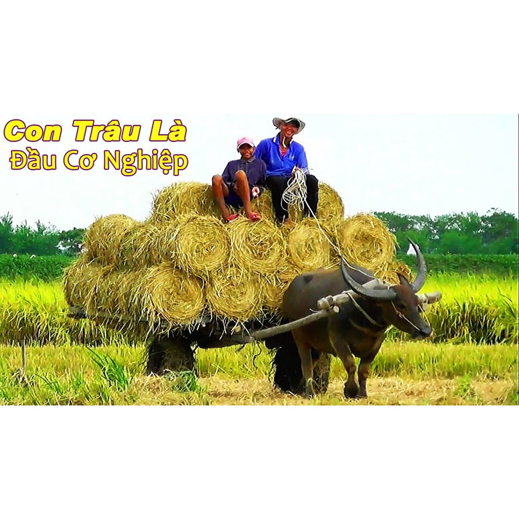 Chậu Tượng La Hán Nâng Chậu (Lỗ Chí Thâm Ôm Vò) Sứ Bát Tràng Và Tượng Con Trâu Tài Lộc Kéo Xe Làm Chậu Trồng Cây Bonsai