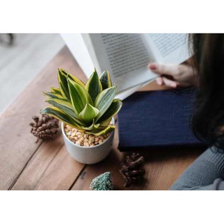 Cây lưỡi hổ để bàn