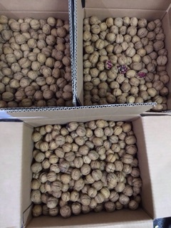 500g Nhân óc chó đỏ Mỹ