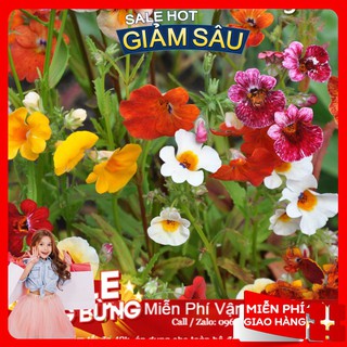 Hạt giống hoa nemesia - 50 hạt / gói