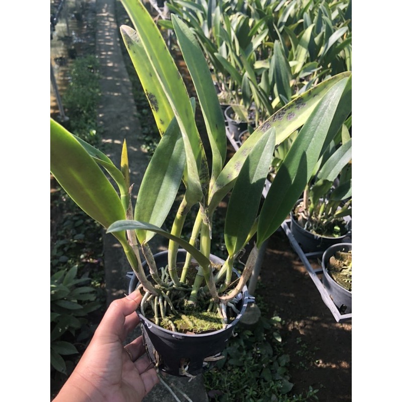 ❤️❤️Cattleya mini Đỏ Nhung