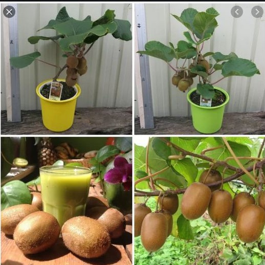 Hạt giống cây ăn trái kiwi 30 hạt (TẶNG gói kích thích hỗ trợ hạt nảy mầm)
