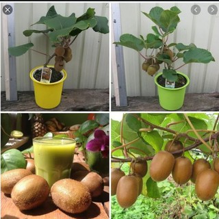 Hạt giống cây ăn trái kiwi 30 hạt (TẶNG gói kích thích hỗ trợ hạt nảy mầm)