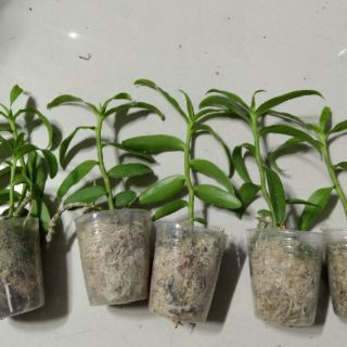 Phi điệp tím giống