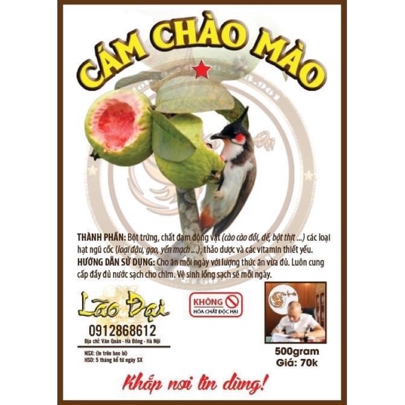 Cám chào mào Lão Đại