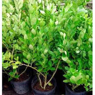 Cây Chanh Giấy chậu to cao 60-80cm