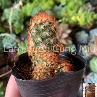 Xương Rồng Thạch Trụ Thiên - Mami Chân Đỏ - Mạng Nhện Đỏ 🕷🕷🕷 - Size Bầu