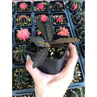 CÂY XƯƠNG RỒNG MŨ ĐỤC ( Euphorbia Francoisii)