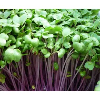 Hạt giống rau mầm củ cải đỏ - 1kg