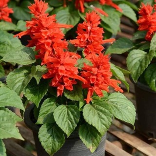 Hạt giống hoa sắc pháo