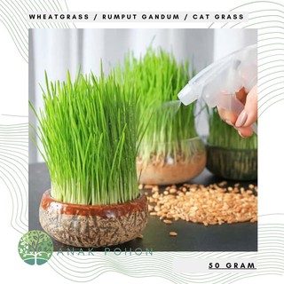 Hạt giống - hạt giống cỏ lúa mì cỏ lúa mì cỏ lúa mì - nhập khẩu 100h
