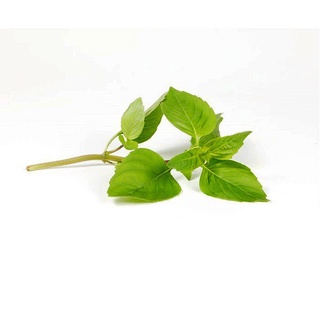 Hạt giống rau é thơm ngon 100h