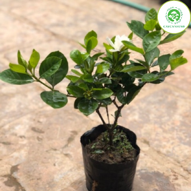 Cây bạch thiên hương cao 40-50cm đang hoa