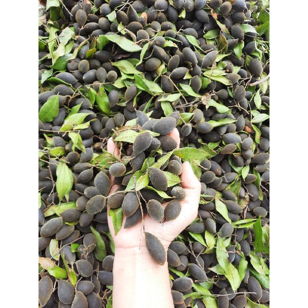 TRÁI XAY, SAY  , CHÍN CÂY TỰ NHIÊN 100%