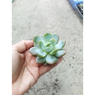 Sen đá mon Đà Lạt size 6,5-7cm