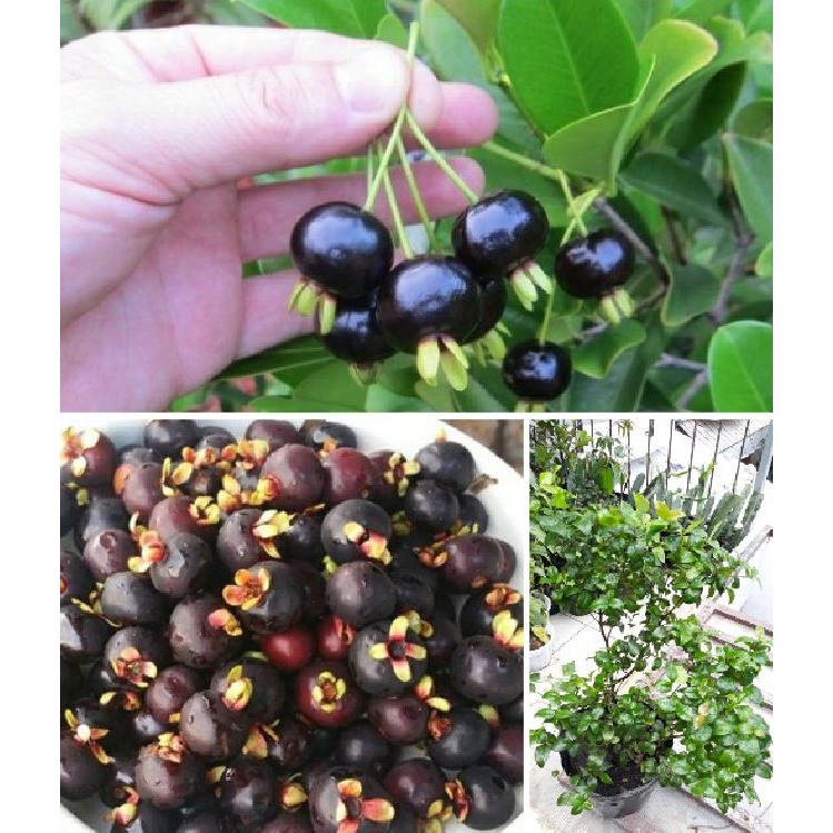 Hạt giống cây ăn trái cherry nhiệt đới 10 hạt_ (tặng kèm 3 viên nén kích thích ươm hạt giống)