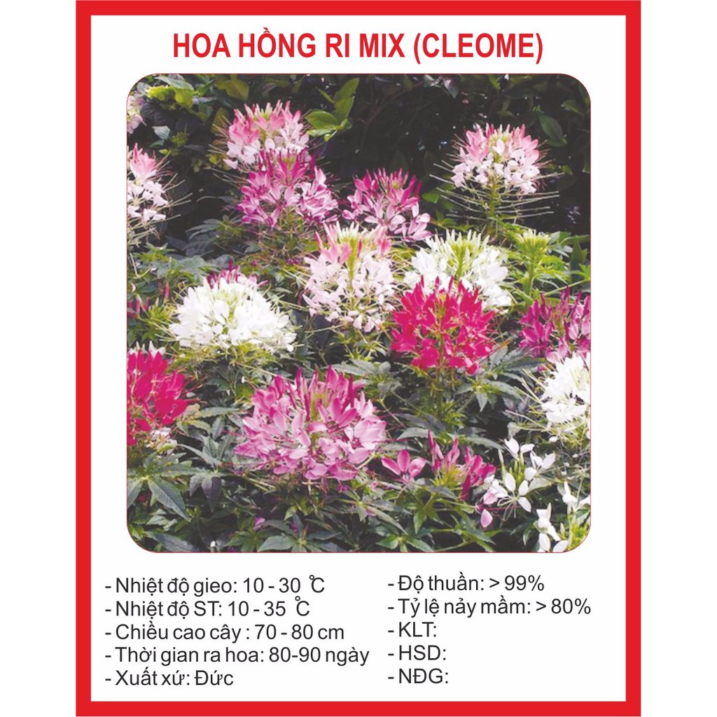 Hạt Giống Hoa Hồng Ri Mix 30 Hạt