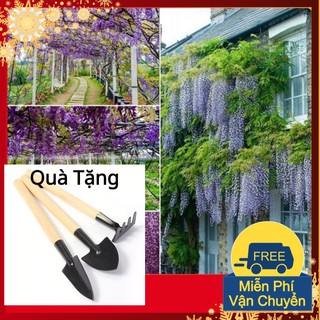 Hạt Giống Hoa Tử Đằng Tặng Bộ Dụng Cụ Mini Trồng Cây Tặng Bộ Dụng Cụ Mini Trồng Cây