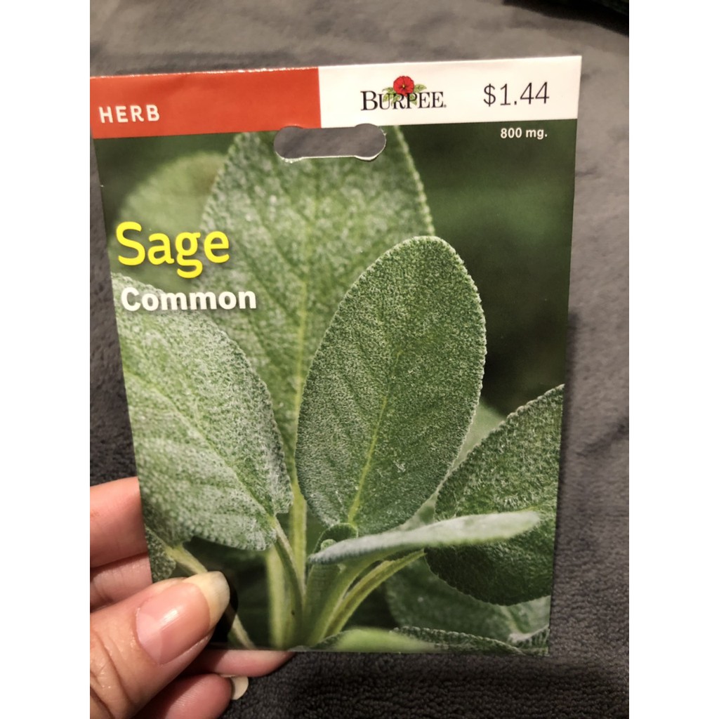 Hạt giống cây xô thơm Sage - Burpee - 800mg