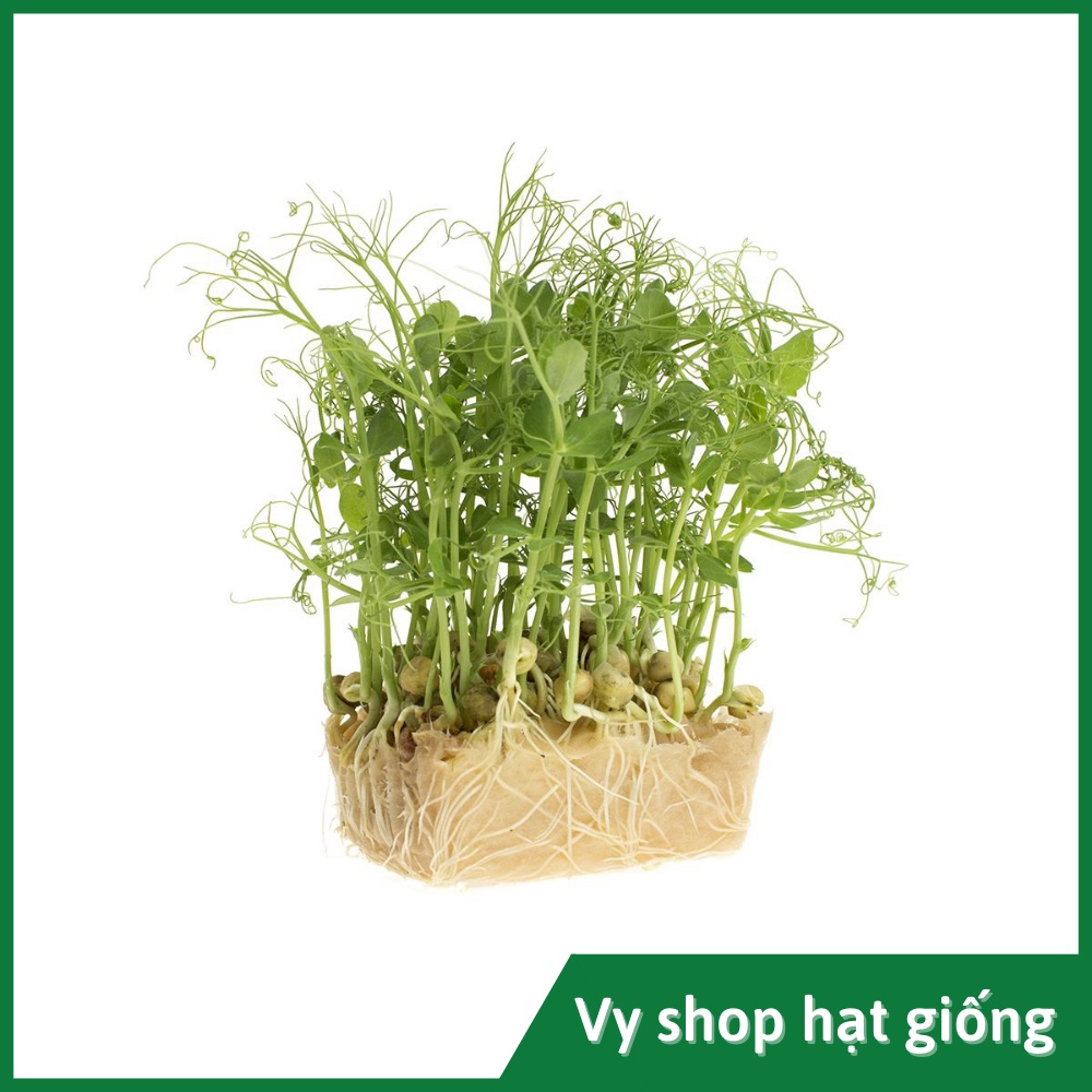 Hạt giống rau mầm đậu Hà Lan thân leo Thái Lan gói 60 hạt