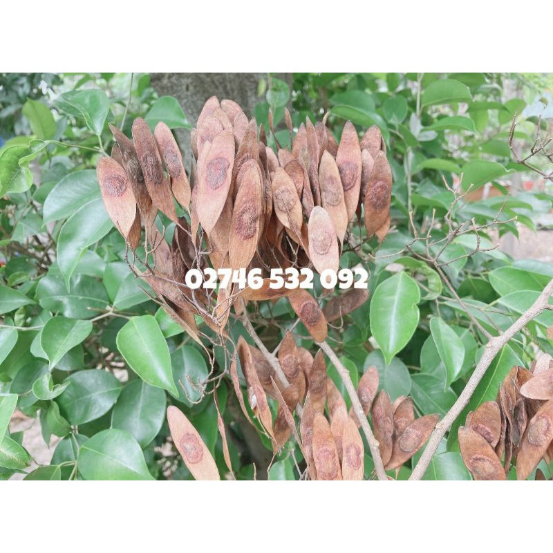 COMBO 100 HẠT GIỐNG GỖ SƯA ĐỎ  QUÝ