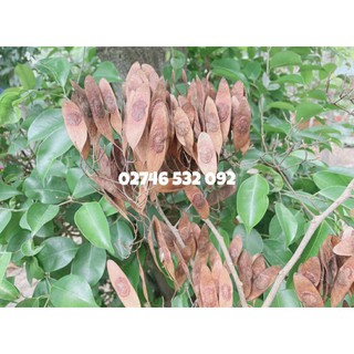 Combo 100 hạt giống gỗ sưa đỏ quý
