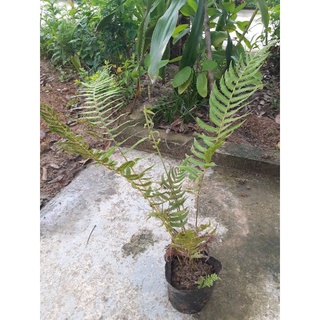 1 cây dương xỉ