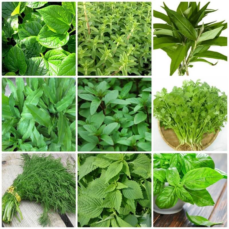 30 LOẠI THẢO MỘC WITCHCRAFT | Basil - Thyme - Rosemary - Parsley - Bay leaf - Sage | Ancient Magic by Ly Hỏa