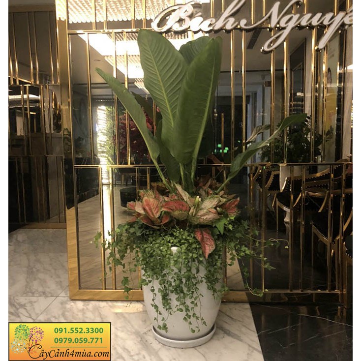 Chậu bom sứ trắng trồng cây cảnh