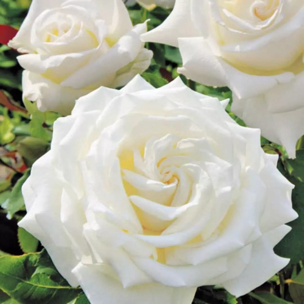 Hoa Hồng Ngoại pope John Paul II bông to siêu nổi bật -hoangoaimelinh