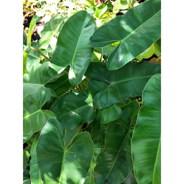 Trầu bà tỷ phú Philodendron Burle Marx