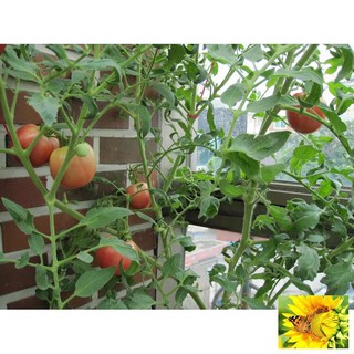 Hạt giống Cà chua F1 (MV)