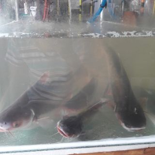 TINH MÙI CÂU CÁ TRA THAILAND MAYME