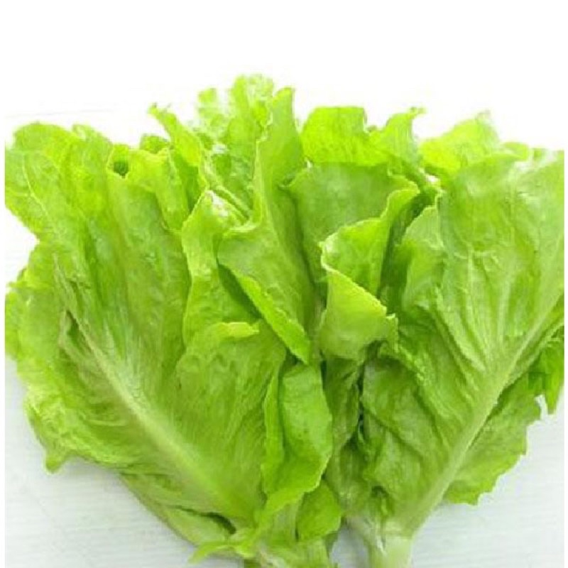 Hạt giống xà lách dún vàng chịu mưa ưa nắng năng suất cao gói 10g 20g