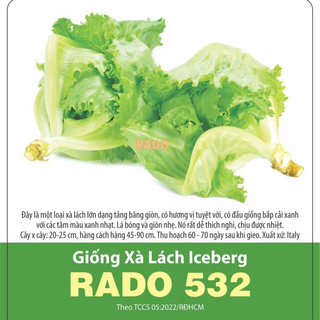 Hạt giống xà lách Iceberg Rado, đóng gói 2gr