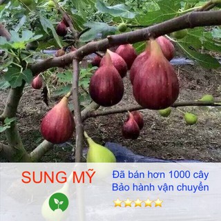 [Giống siêu tốt] Cây giống Sung Mỹ, khoẻ mạnh, dễ trồng, có bầu đất dinh dưỡng, bảo hành vận chuyển - Giá tại vườn