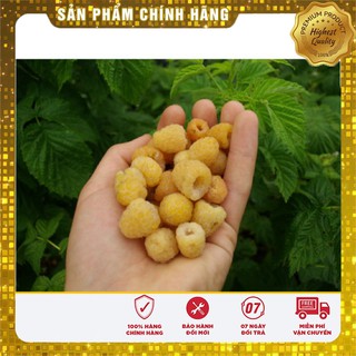 Hạt giống mâm xôi vàng