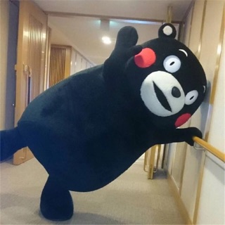 MASCOT GẤU KUMANON (ảnh thật)