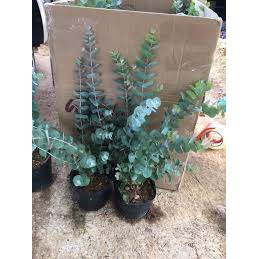 Chậu cây Khuynh Diệp - Đô La Bạc - Bạch Đằng cảnh - Silver Dollar Tree - Eucalyptus cinerea (Argyle Apple) - Rau&Hoa Sho