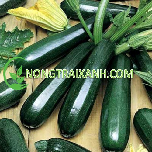 20H - HẠT GIỐNG BÍ NGÒI XANH