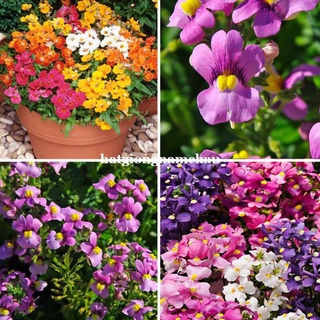 100 hạt - hạt giống hoa mây mix