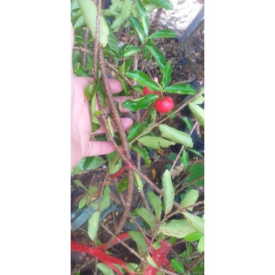 Cây sơri Thái Lan bầu to cao 100cm.