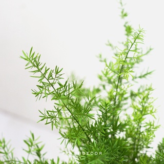 Cây Trúc Thiên Môn (xanh_decor)